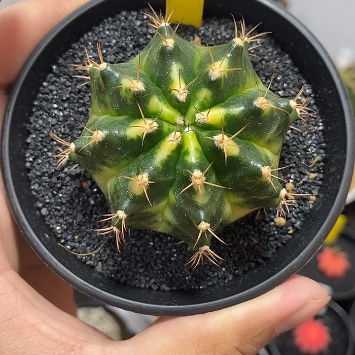 泰系全品米哈—带盆土发货42