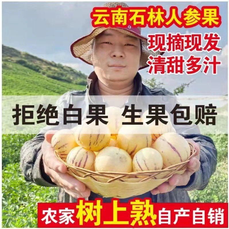 【老木凹村真树熟】9+糖云南石林人参果新鲜应季黄肉圆果清甜多汁