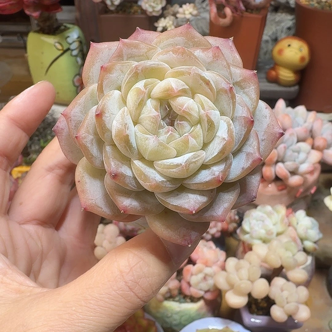 云梦瑶多肉含盆土 30元包邮非偏远