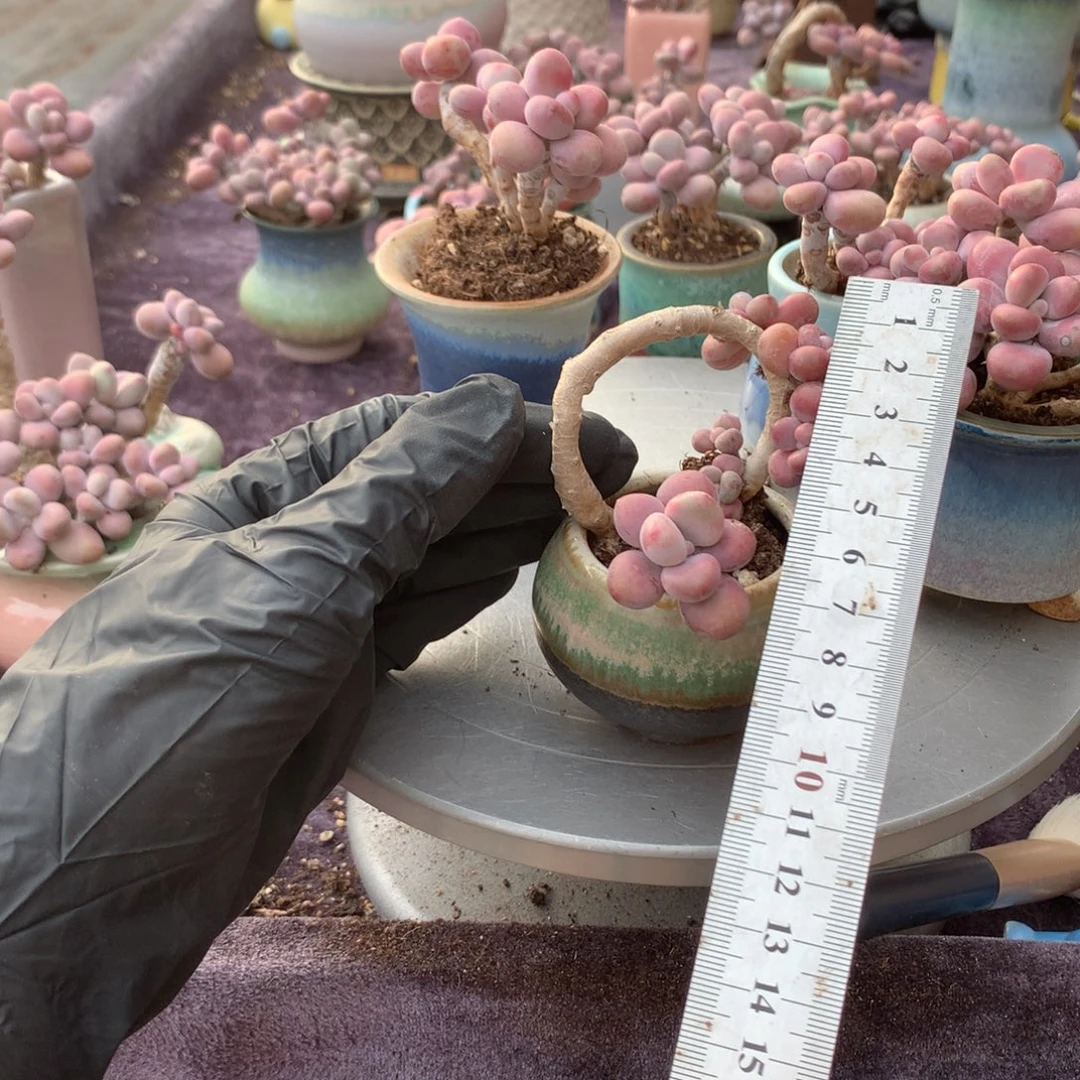 40号带盆偏远地区不包邮的