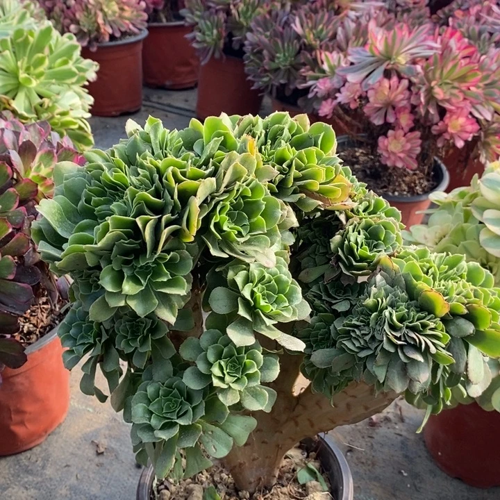 绿羊绒缀多肉植物W24