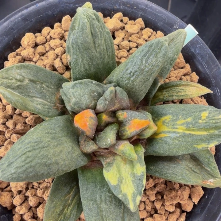 少有的叶型和锦色收藏品