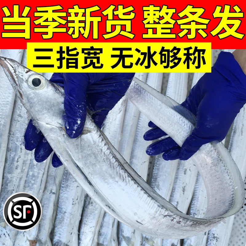 五福渔【双11大促】青岛小眼油带鱼小眼带鱼鲜带鱼新鲜海捕刀鱼新鲜