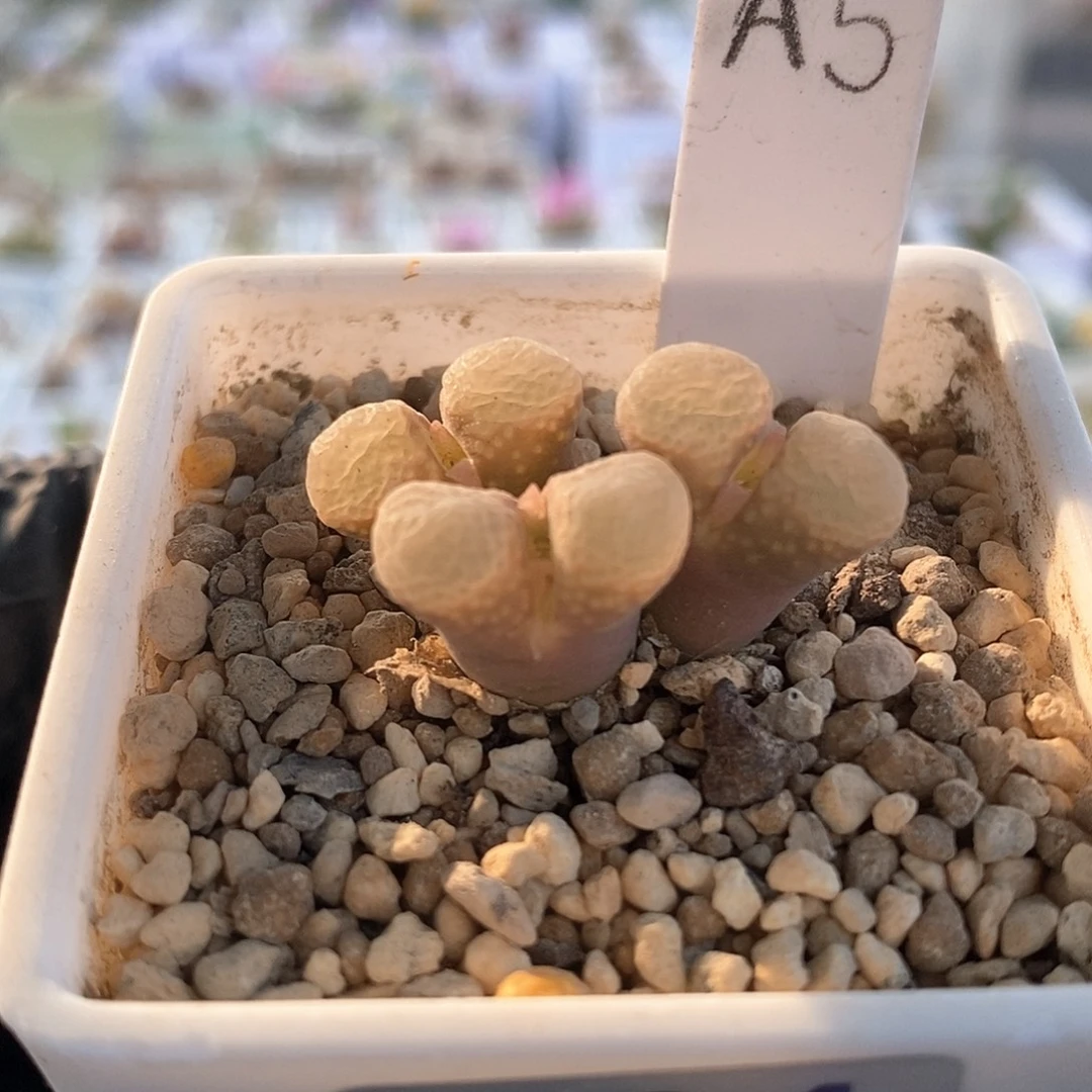 一物一拍1453.9樱花三头