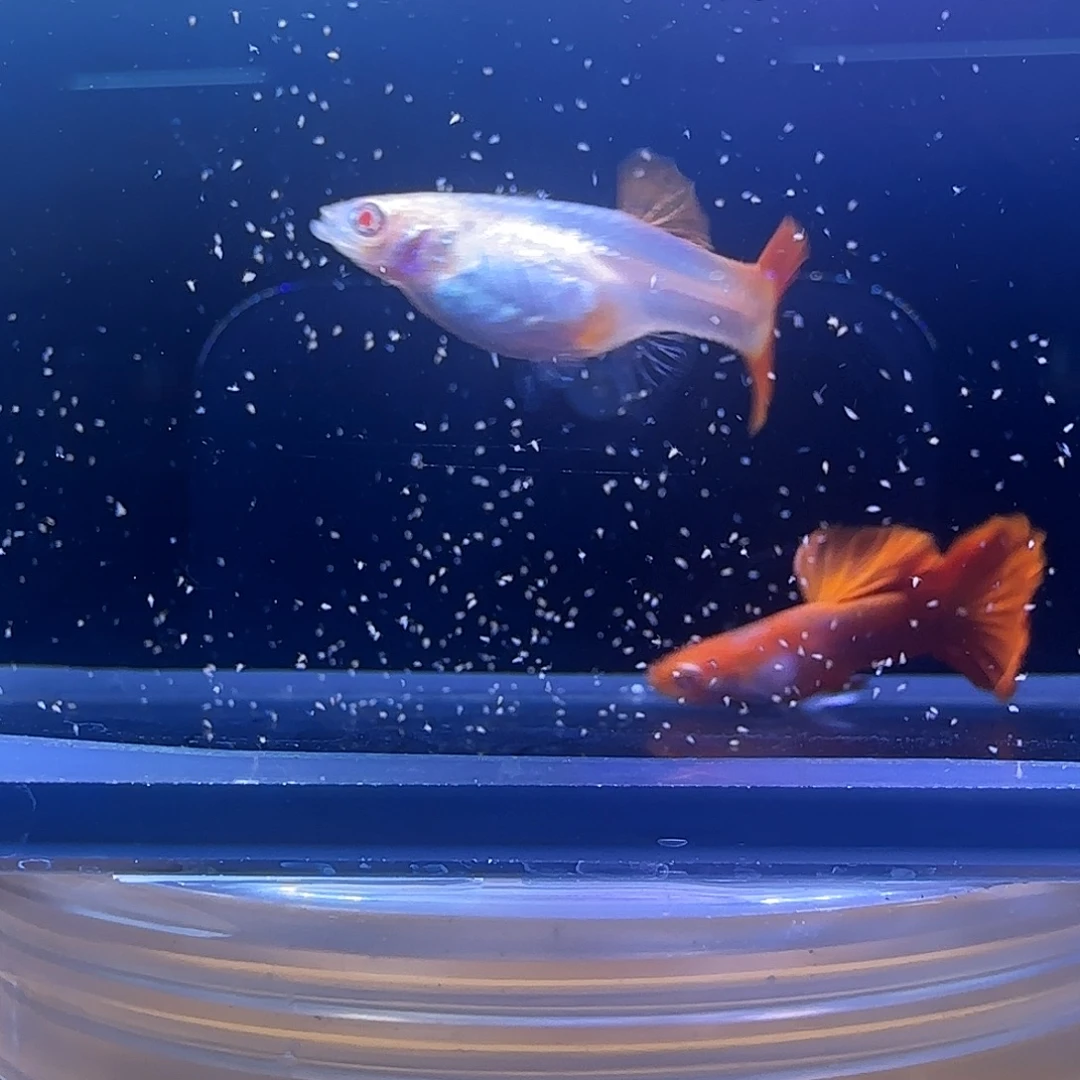 孔雀鱼关注主播参与竞拍