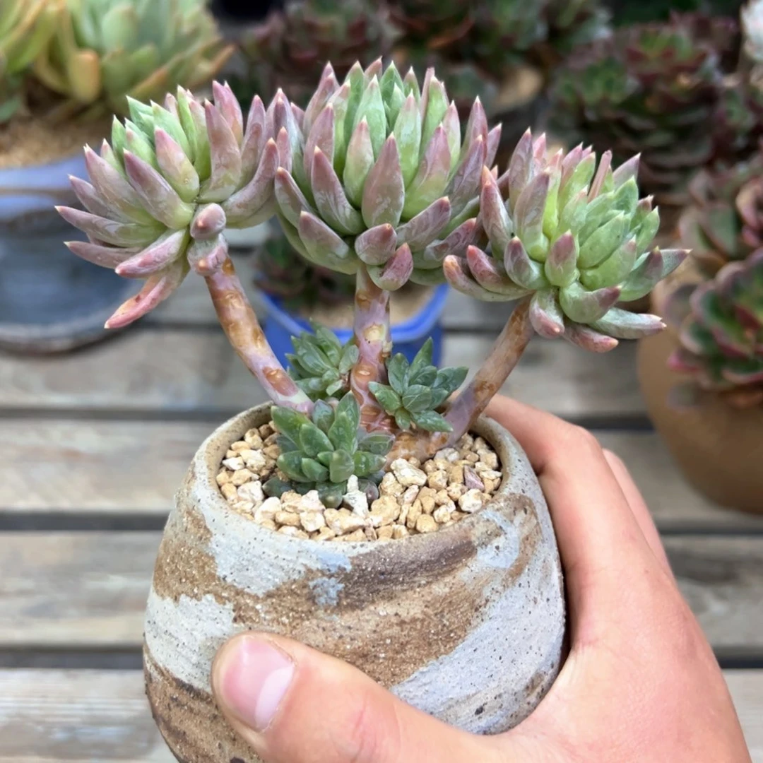 炫彩星18 零零多肉植物