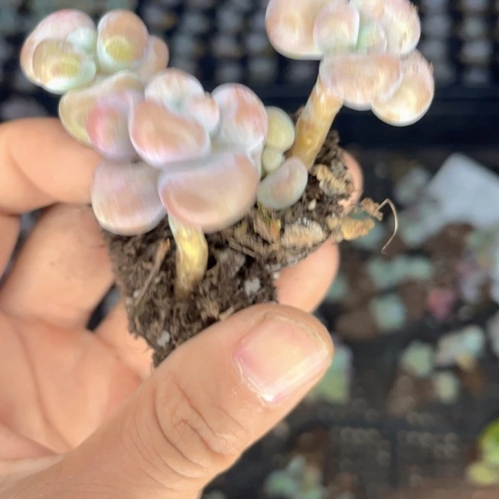 腰子蛋随机发3元3颗满18