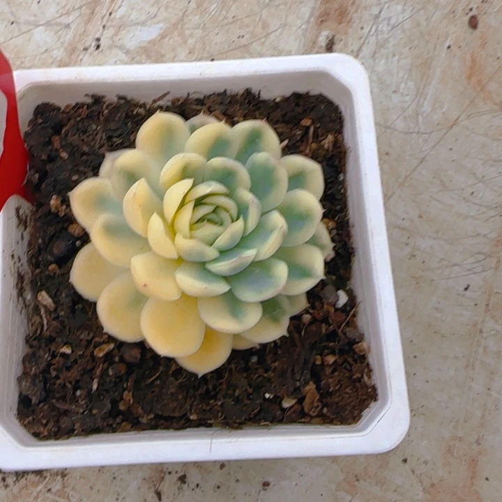 灵*草莓冰锦多肉植物