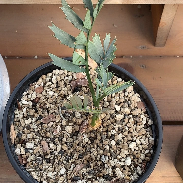 蓝棘铁888888888888