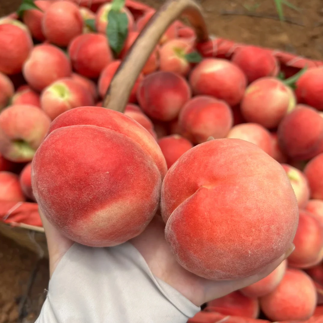 山东蒙阴金秋红蜜新鲜现摘桃子脆桃毛桃当季孕妇儿童水果脆甜多汁