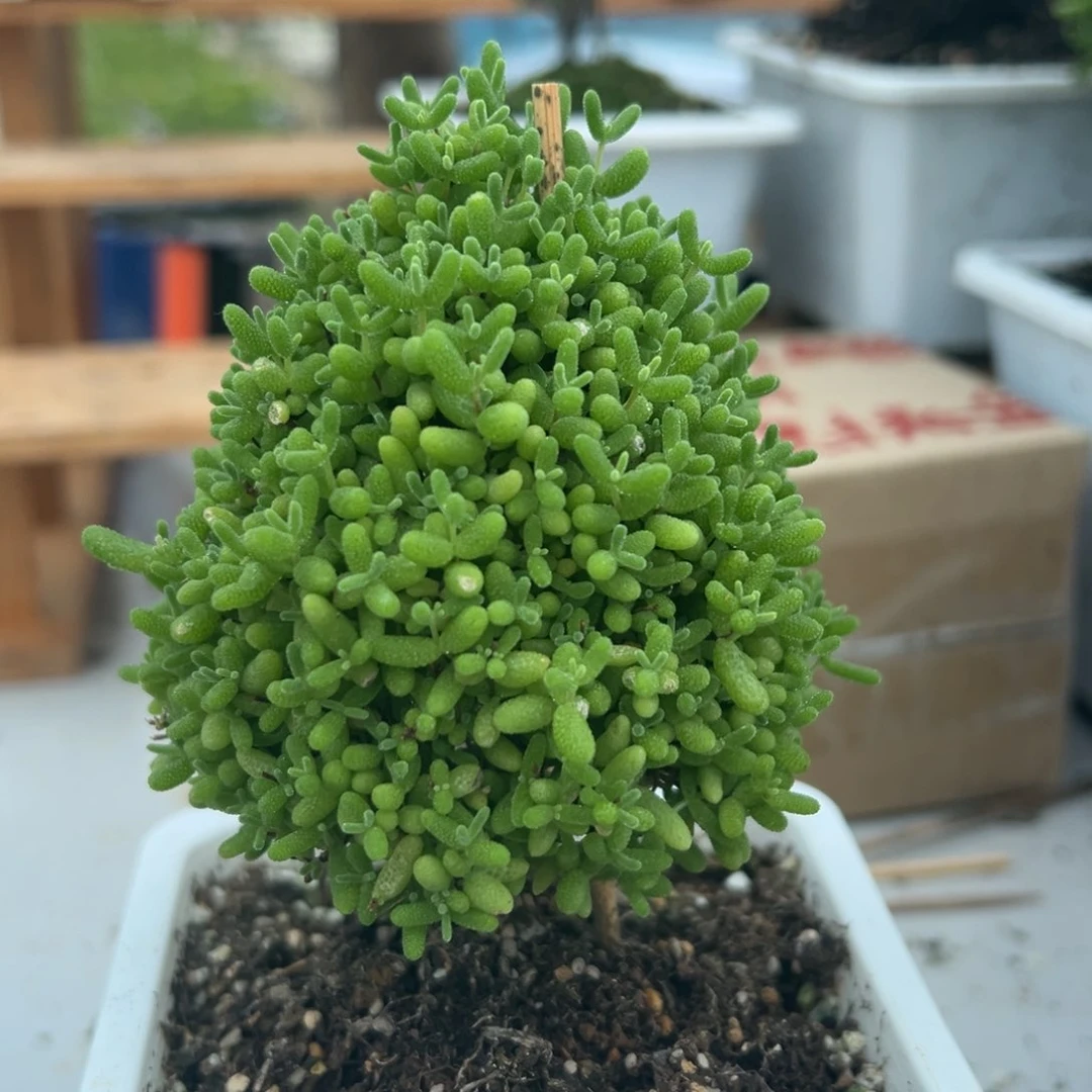 圣诞树蜜橘带盆带土发货