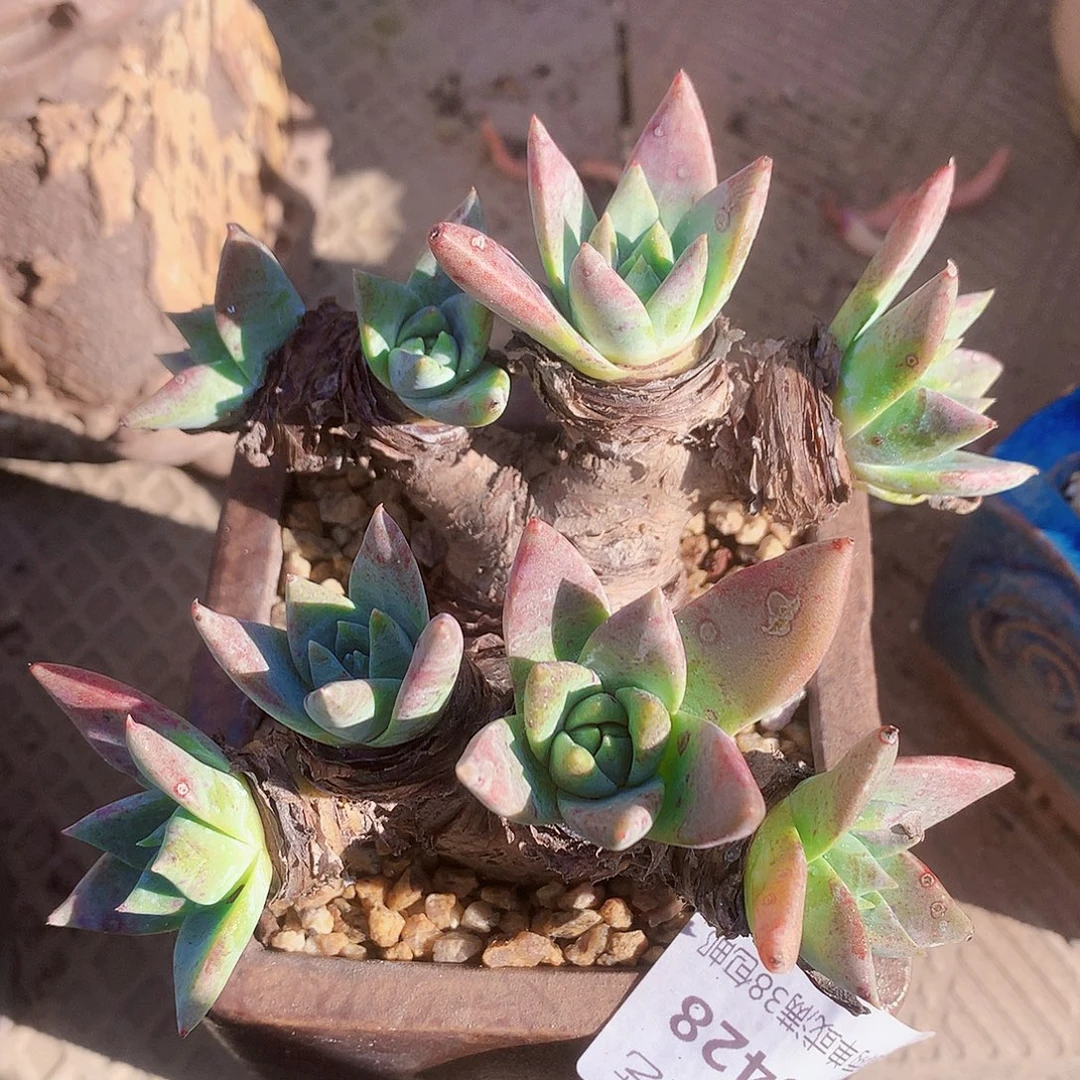 5428白雪仙女杯多肉