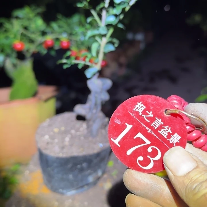 断***筝当前无花栽培后可以开花