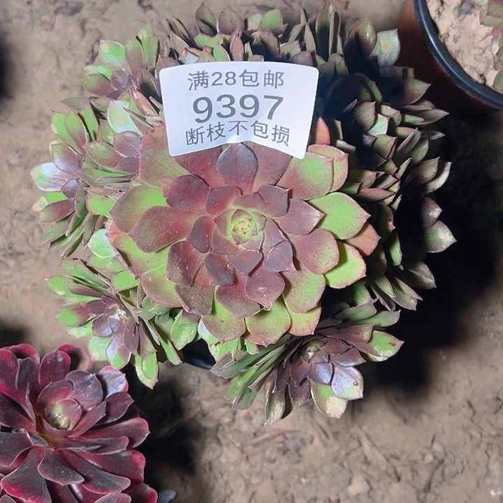 9397红心万圣节多肉植物