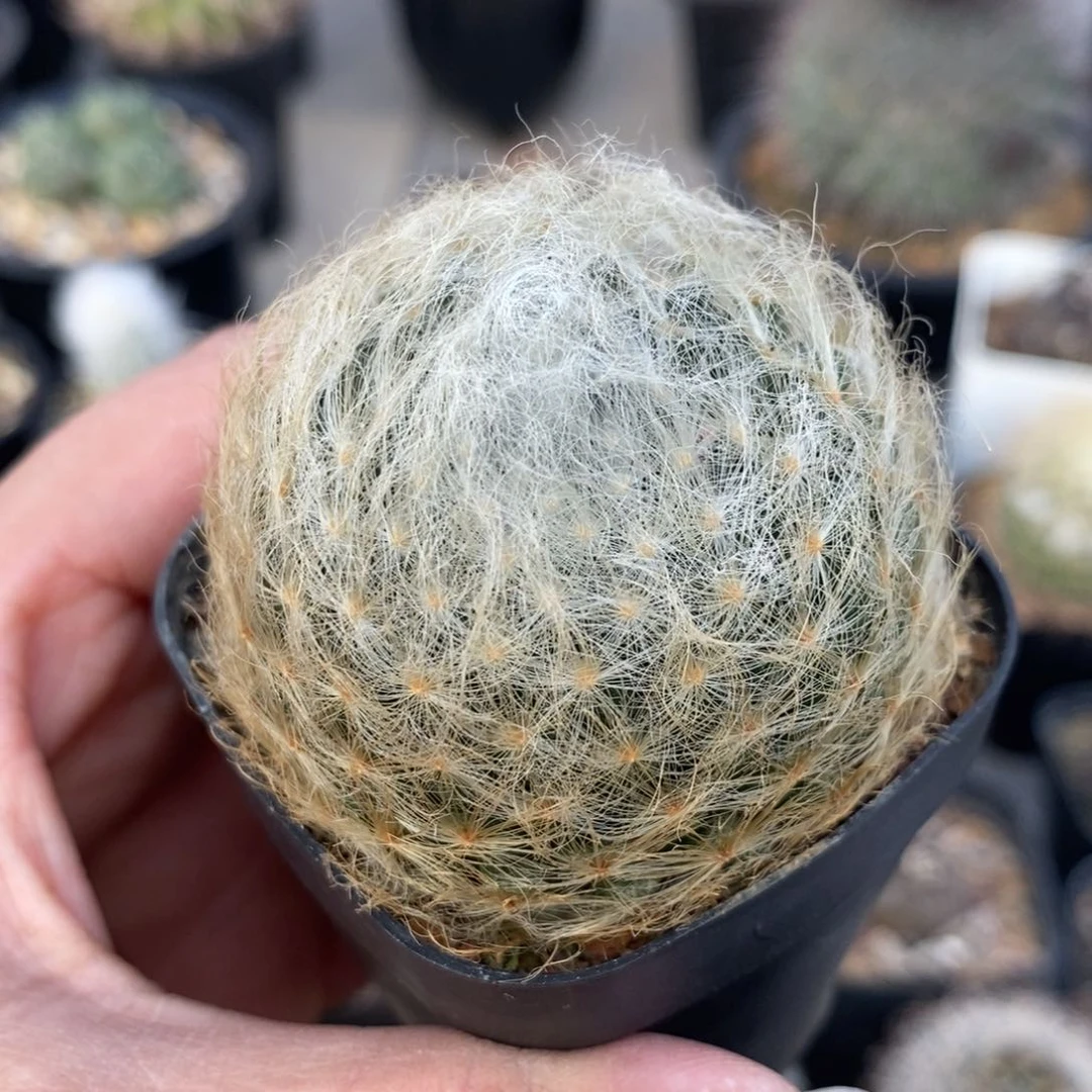 舞星实生仙人球