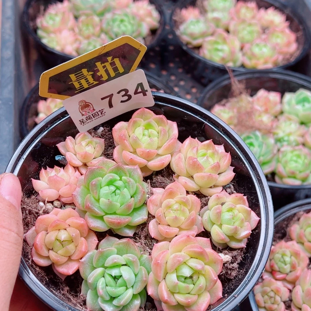 多肉植物多肉植物