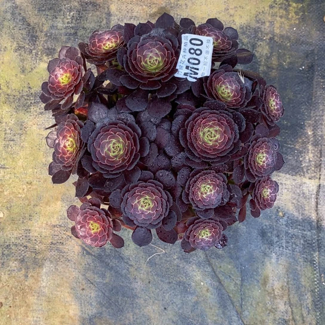 全部花朵080黑萝莉小棵嫩