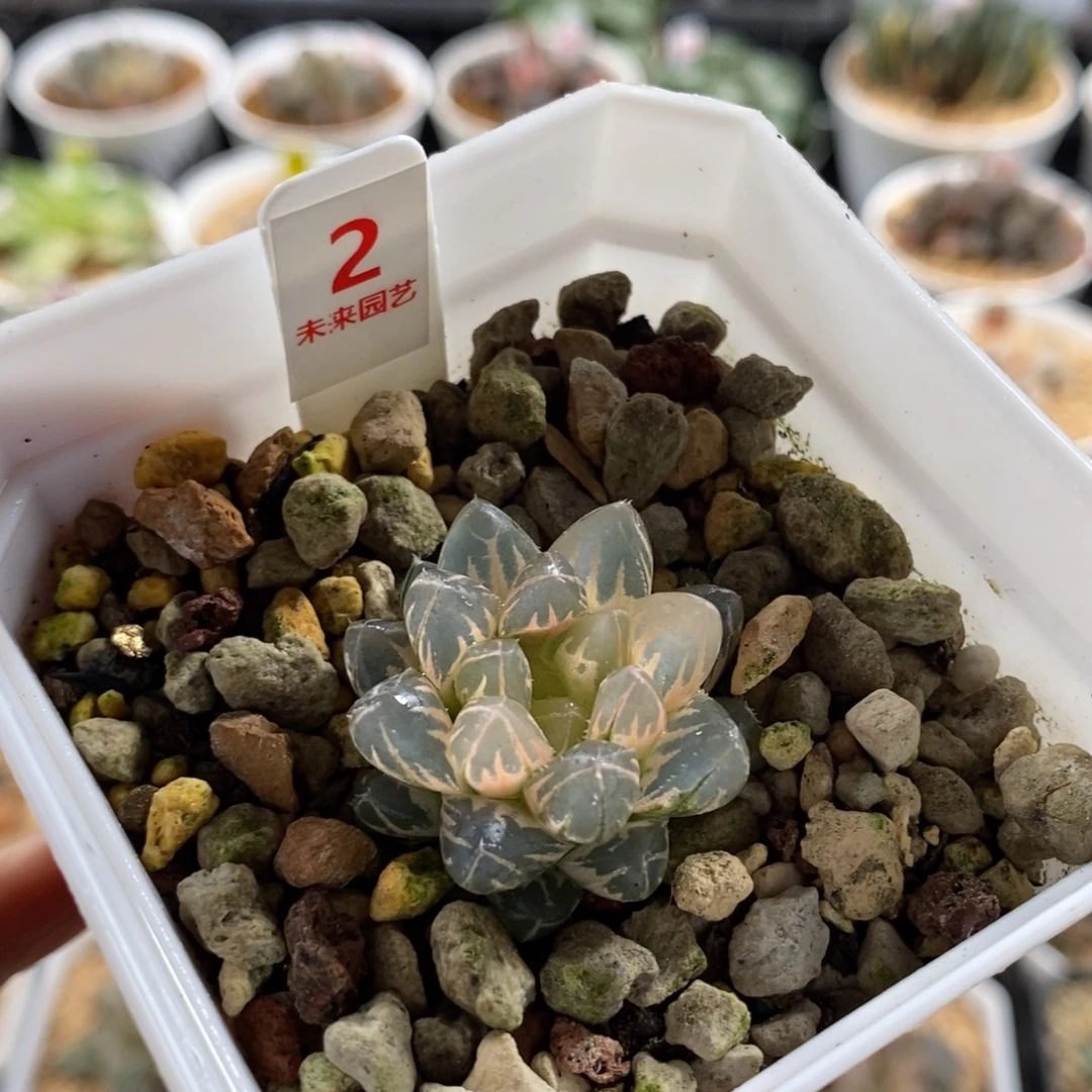 H*** 2湖斑霓虹灯变异玉露锦