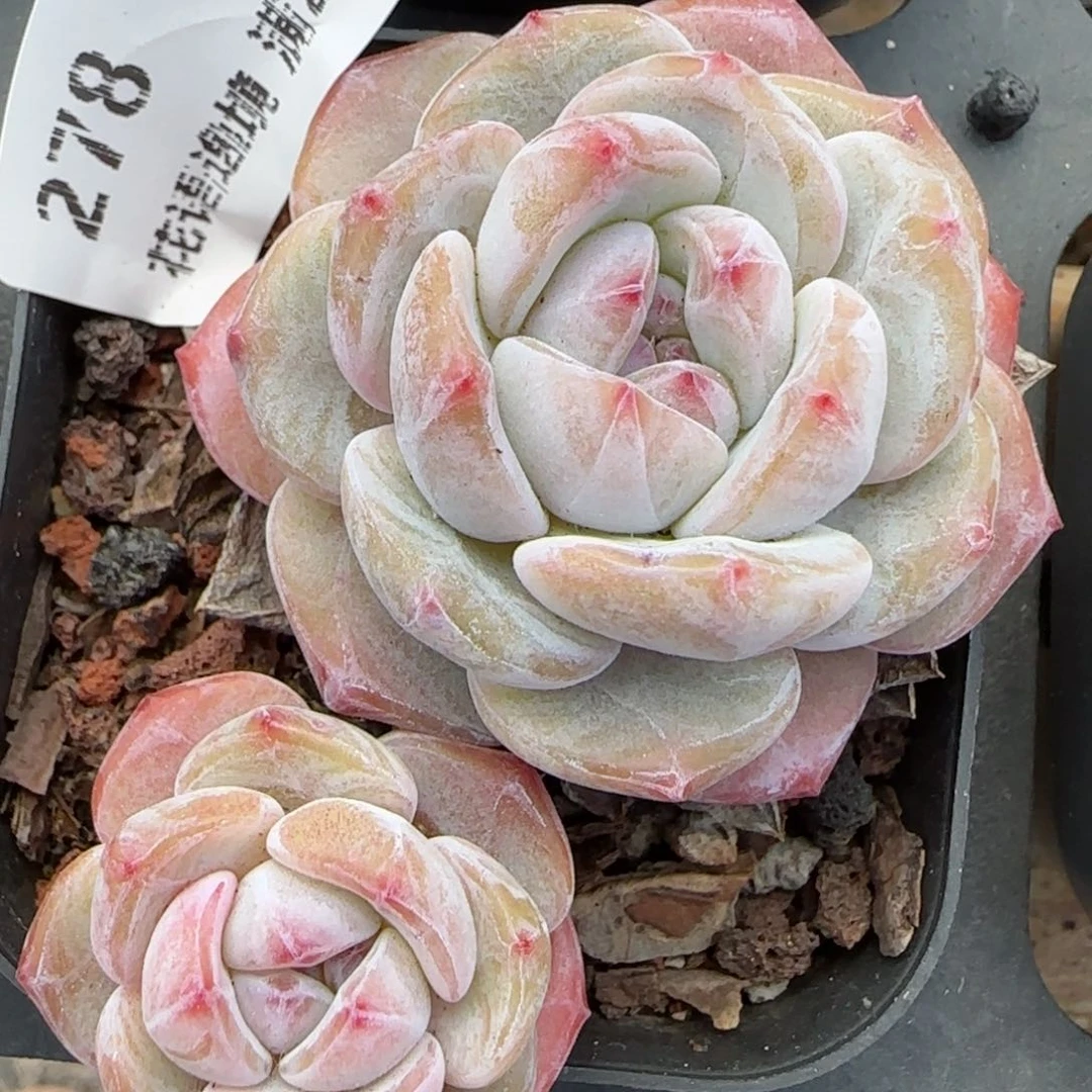 花语逸境0219-278