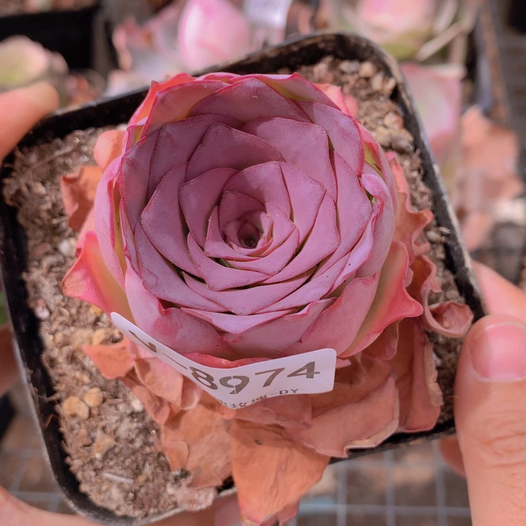 8974帝皇紫黄金帕