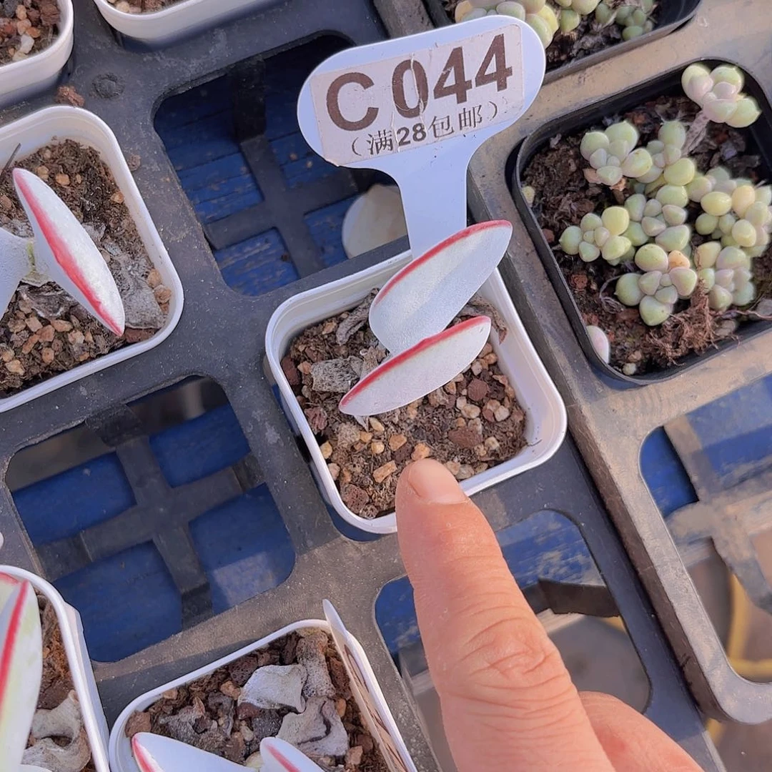 C044白眉一物一拍