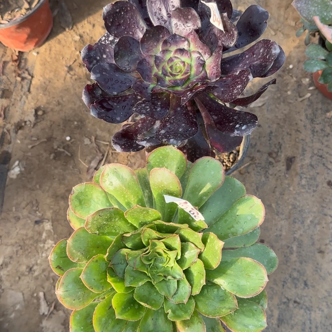 多肉013+646满20包邮断枝不包