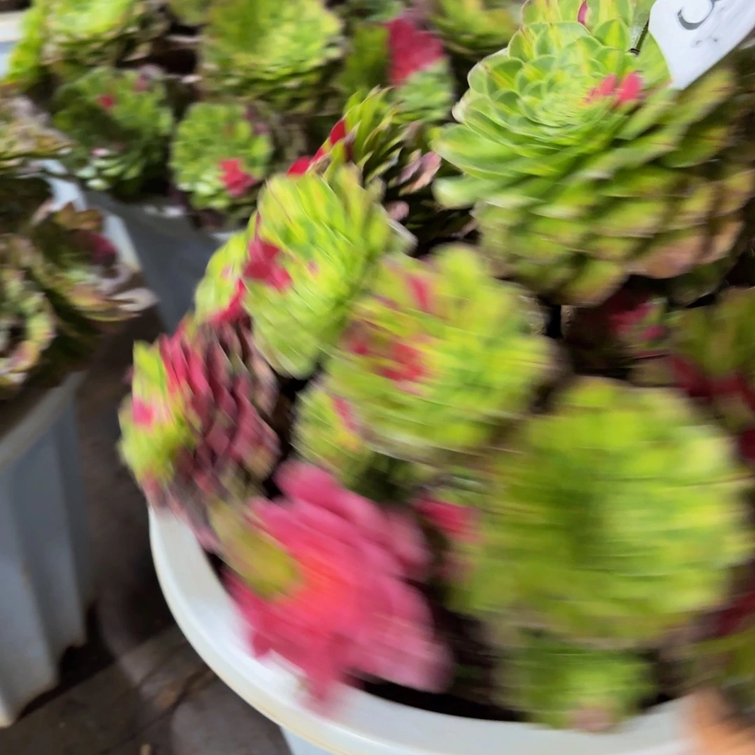 哈哈多肉葡萄知否334