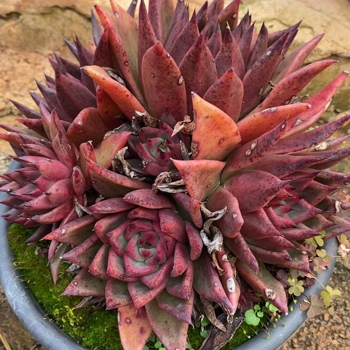 D149- 有伤福利 捧花