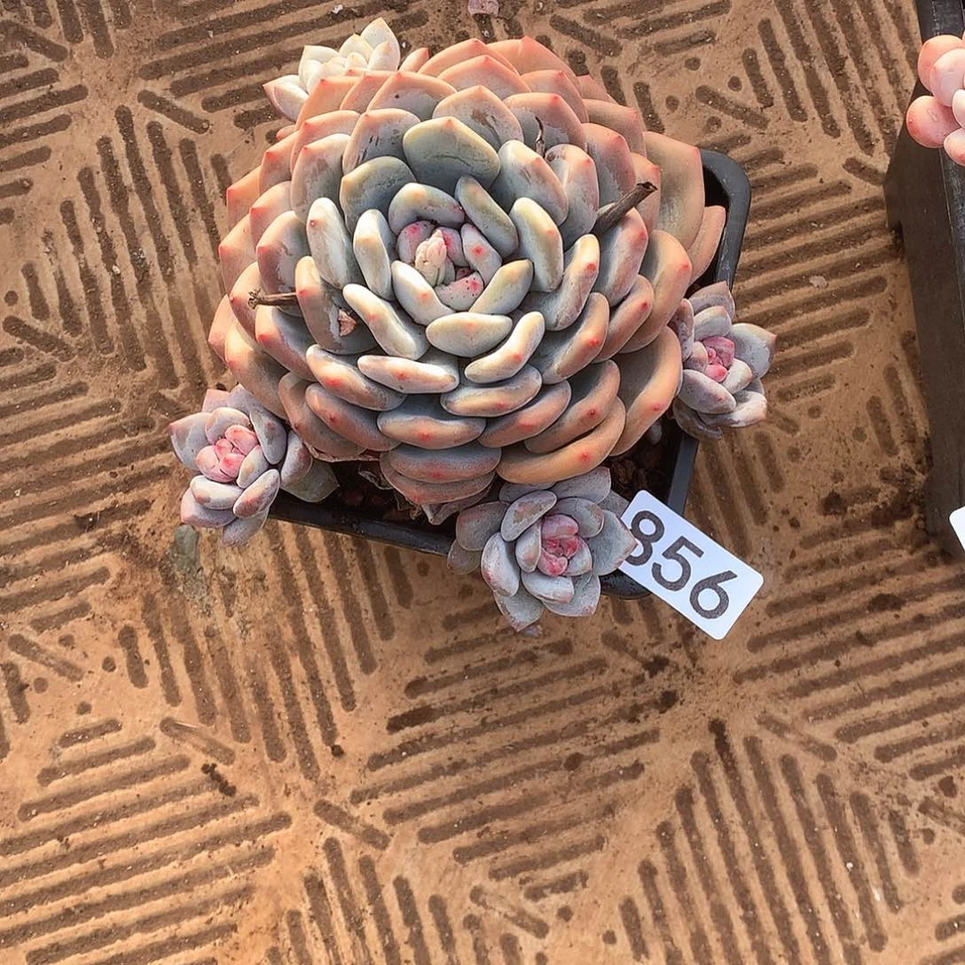 856 一物一拍多肉