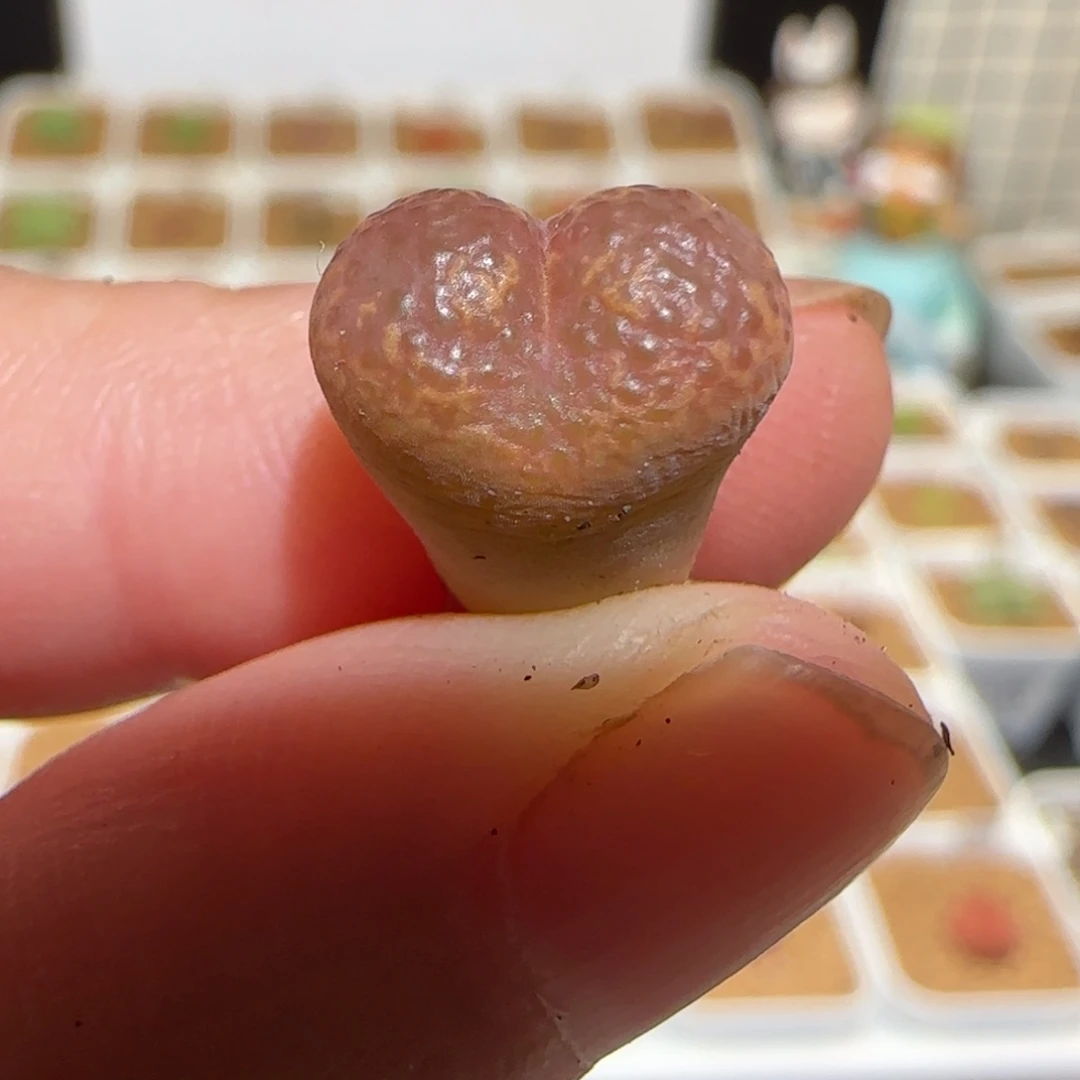 肉锥多肉植物组合-爱心泡泡1238