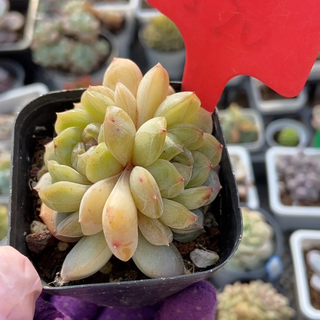 520白恋多肉植物纤维