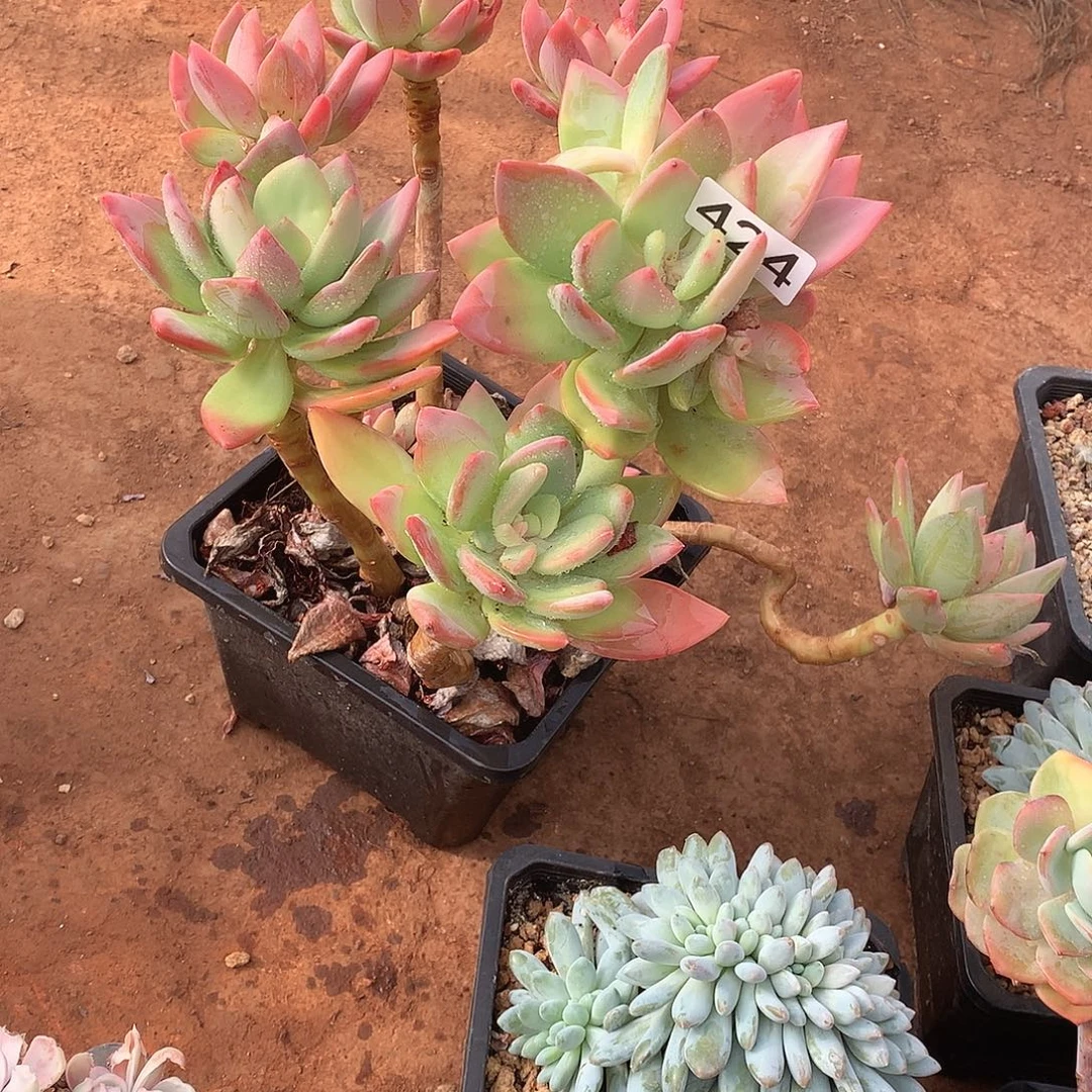 424 一物一拍多肉