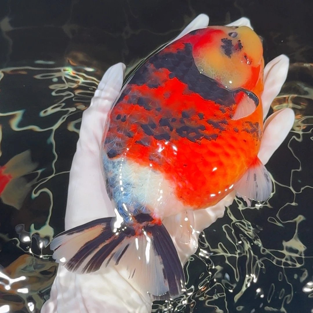 金鱼精品高货兰寿