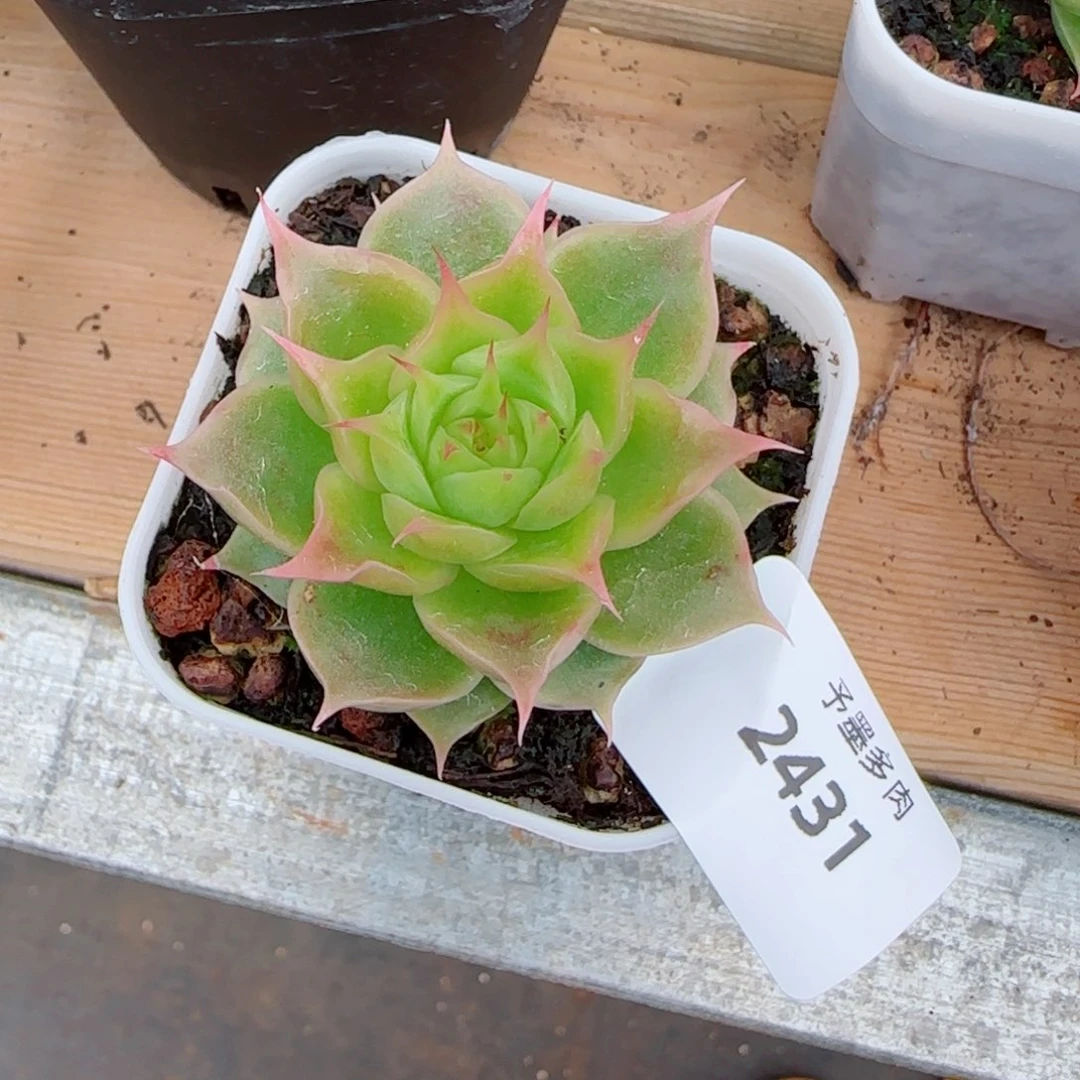 初***夏荧光海胆，2431多肉植物