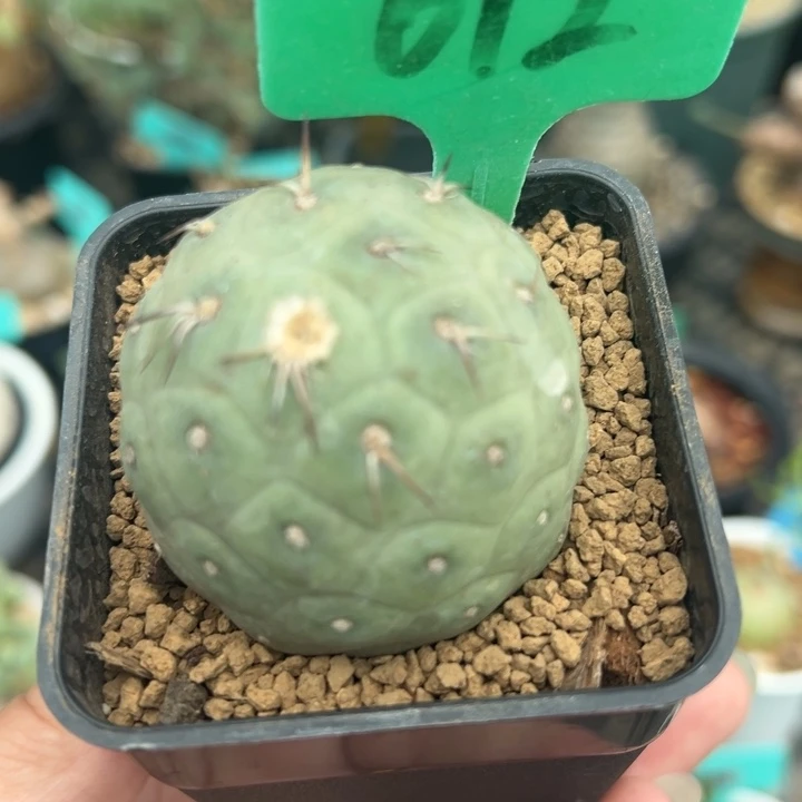 习志野多肉植物一颗