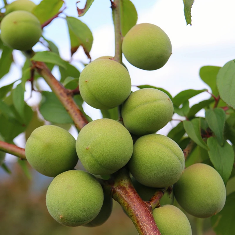 【青梅】云南大理新鲜青梅 泡酒梅子