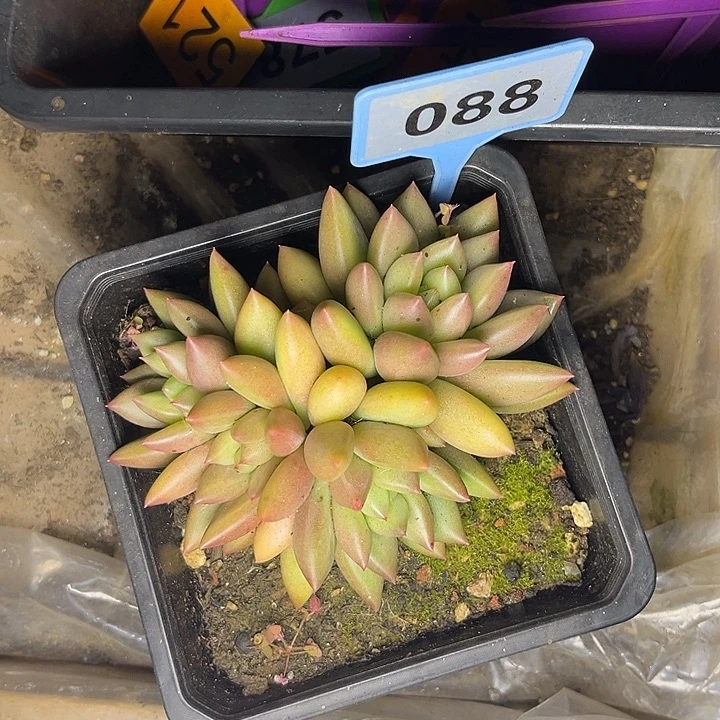 多肉植物088米其林