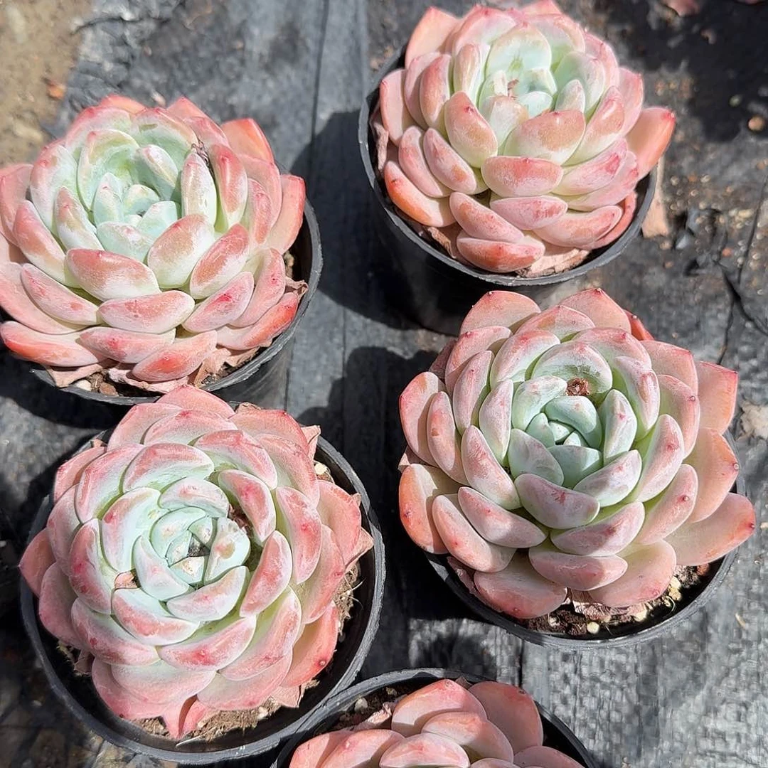 冰糖橙多肉植物精品