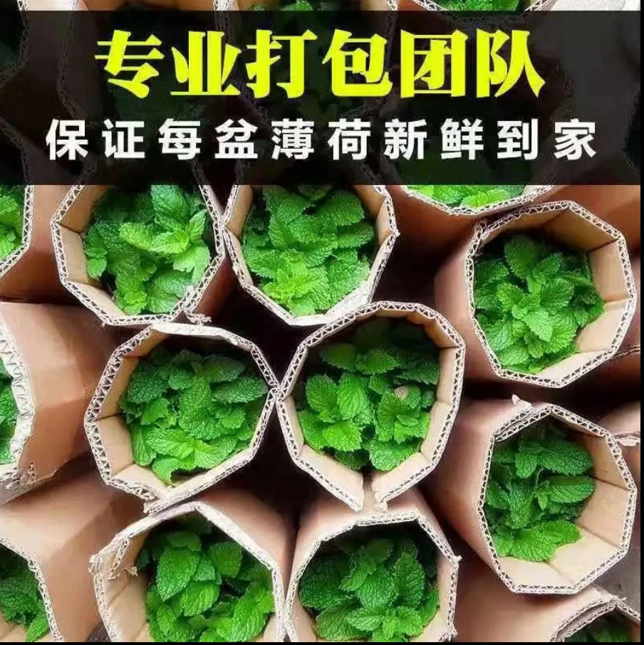 大盆薄荷盆栽室内驱蚊植物紫苏花卉绿植水培植物可绿植盆栽室内