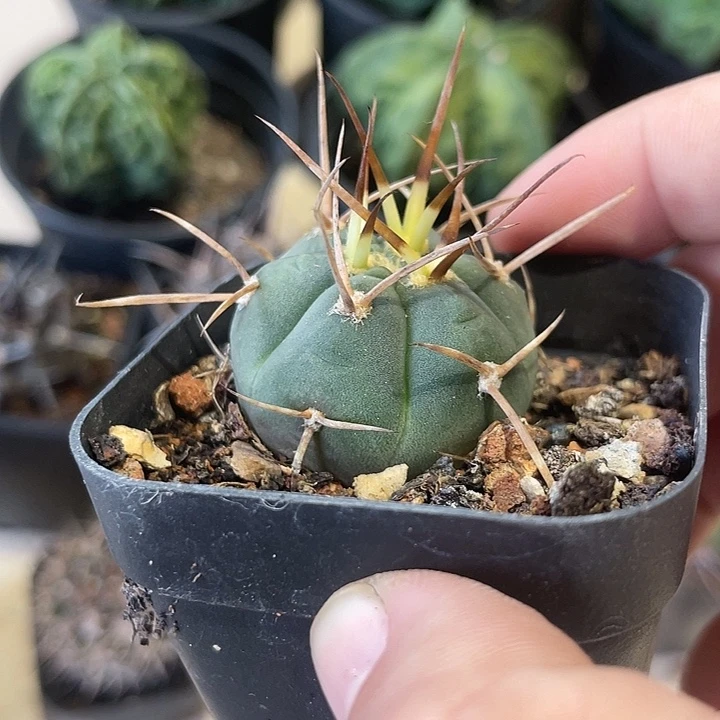 实生超刺光琳仙人球