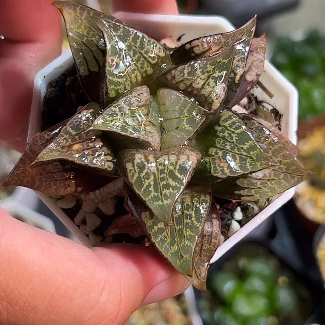 唐草十二卷多肉植物满足