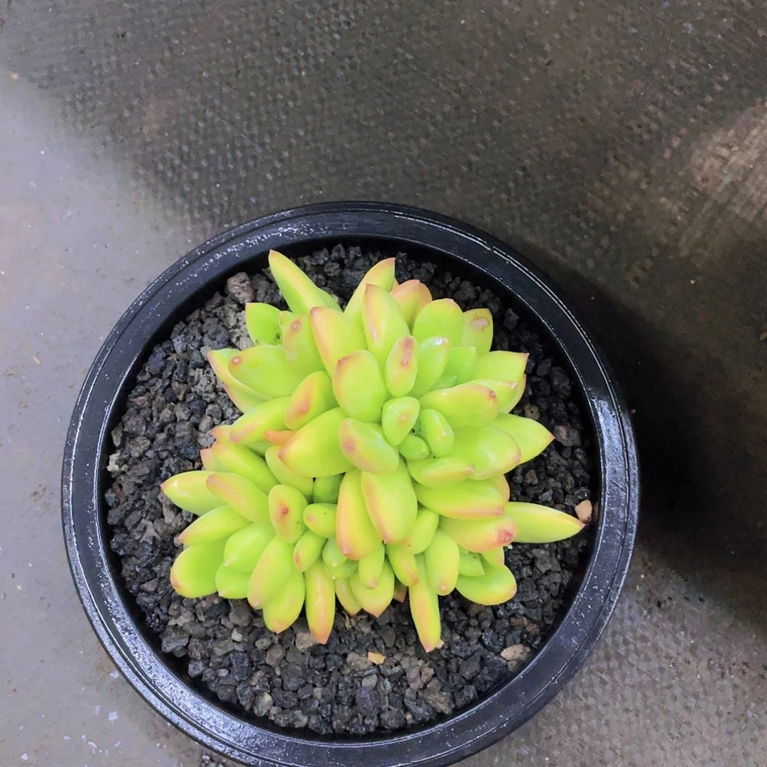 冰***花冰姐多肉链接的时候