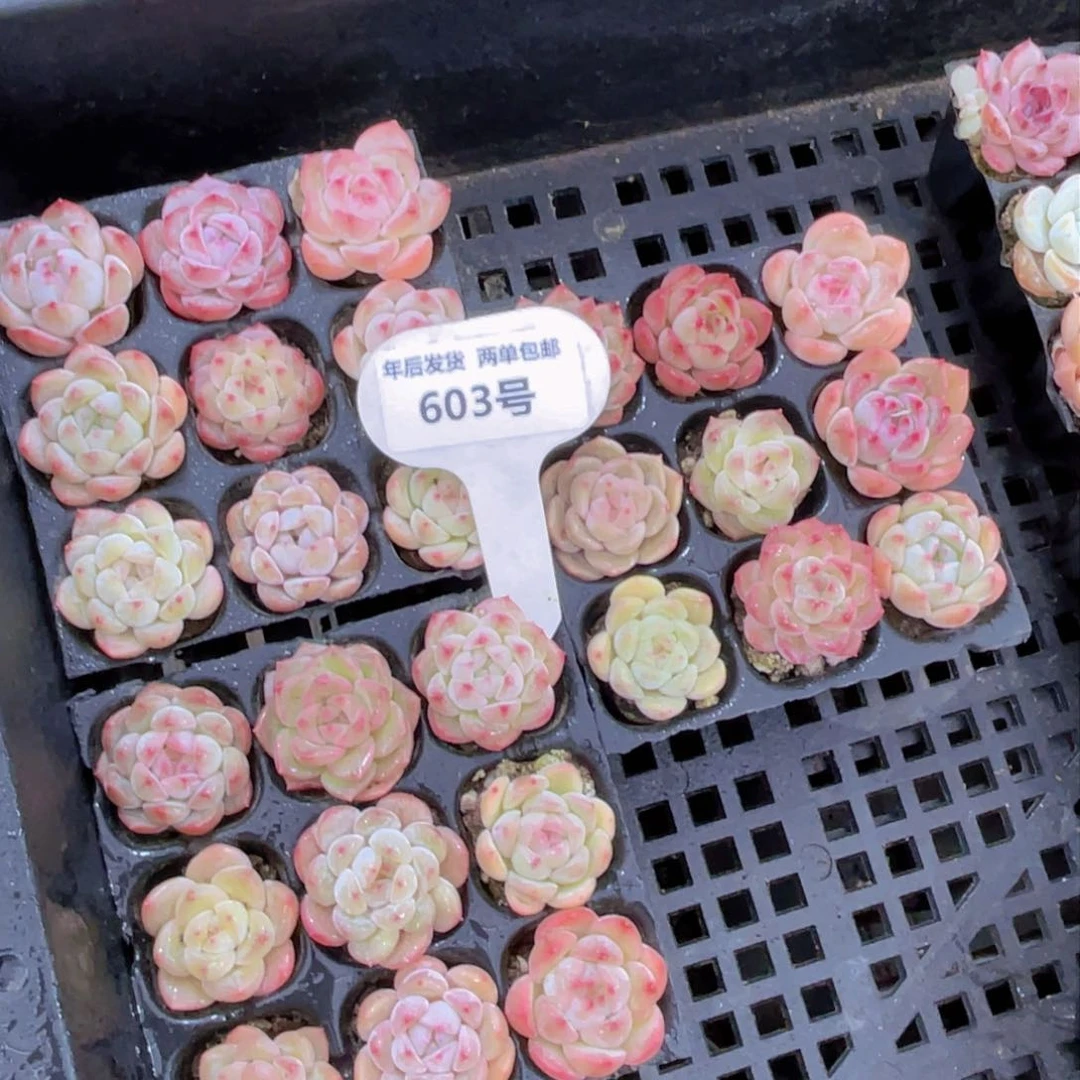 603号果冻白桃汽水组合9个