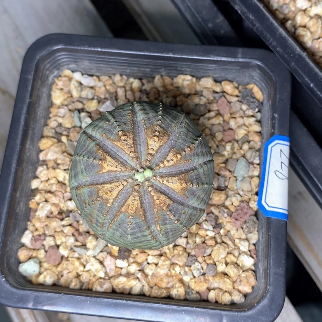 6布纹球精品一物一拍