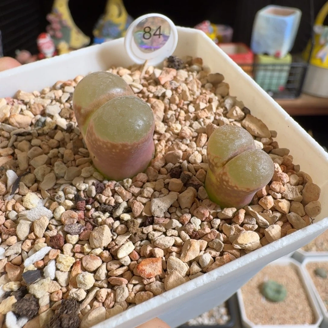 多肉植物好看风铃84