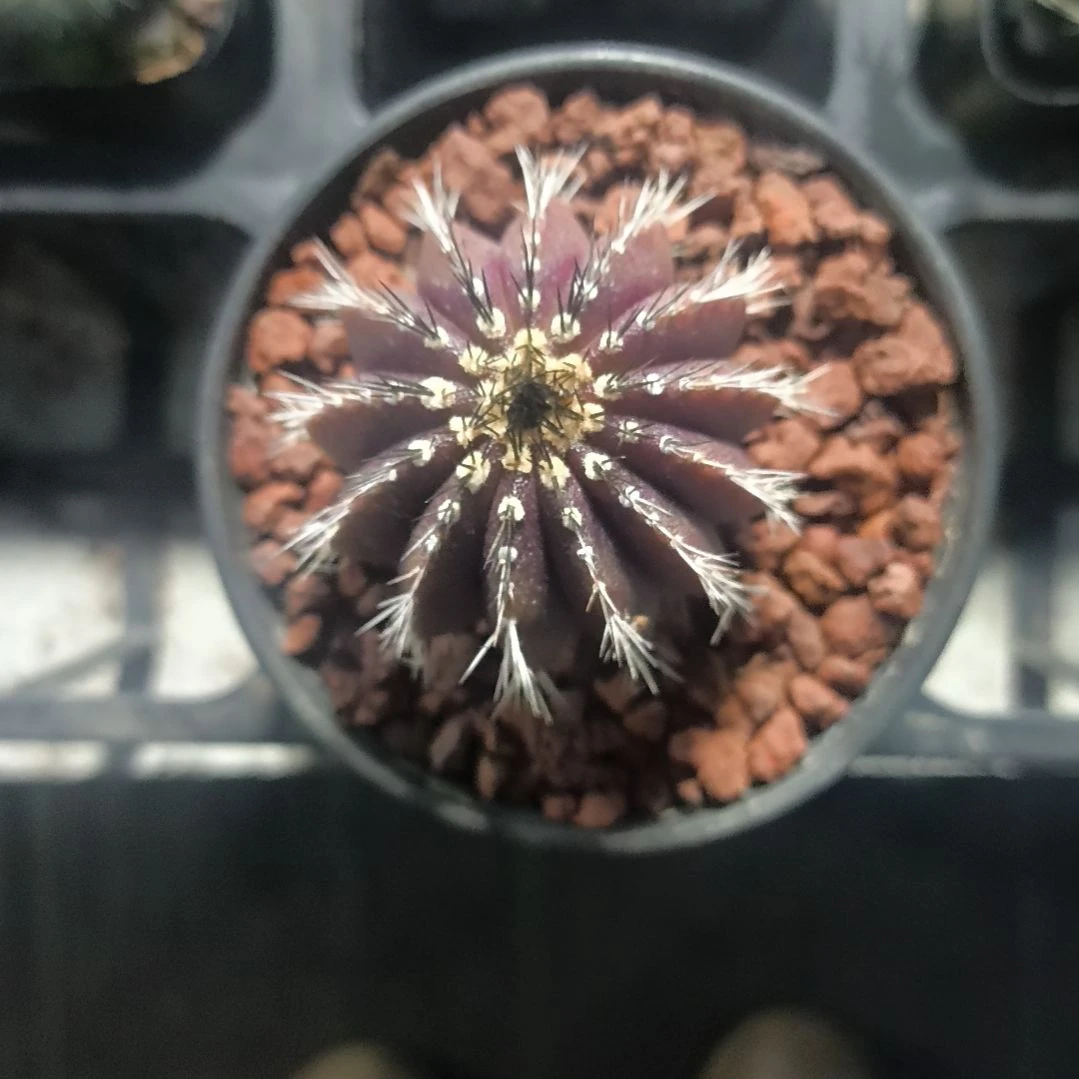 花花世界迷人眼的球球好看