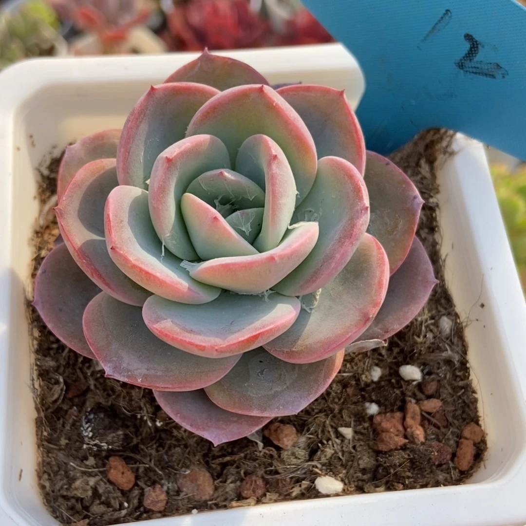 12布鲁蓝多肉植物保护