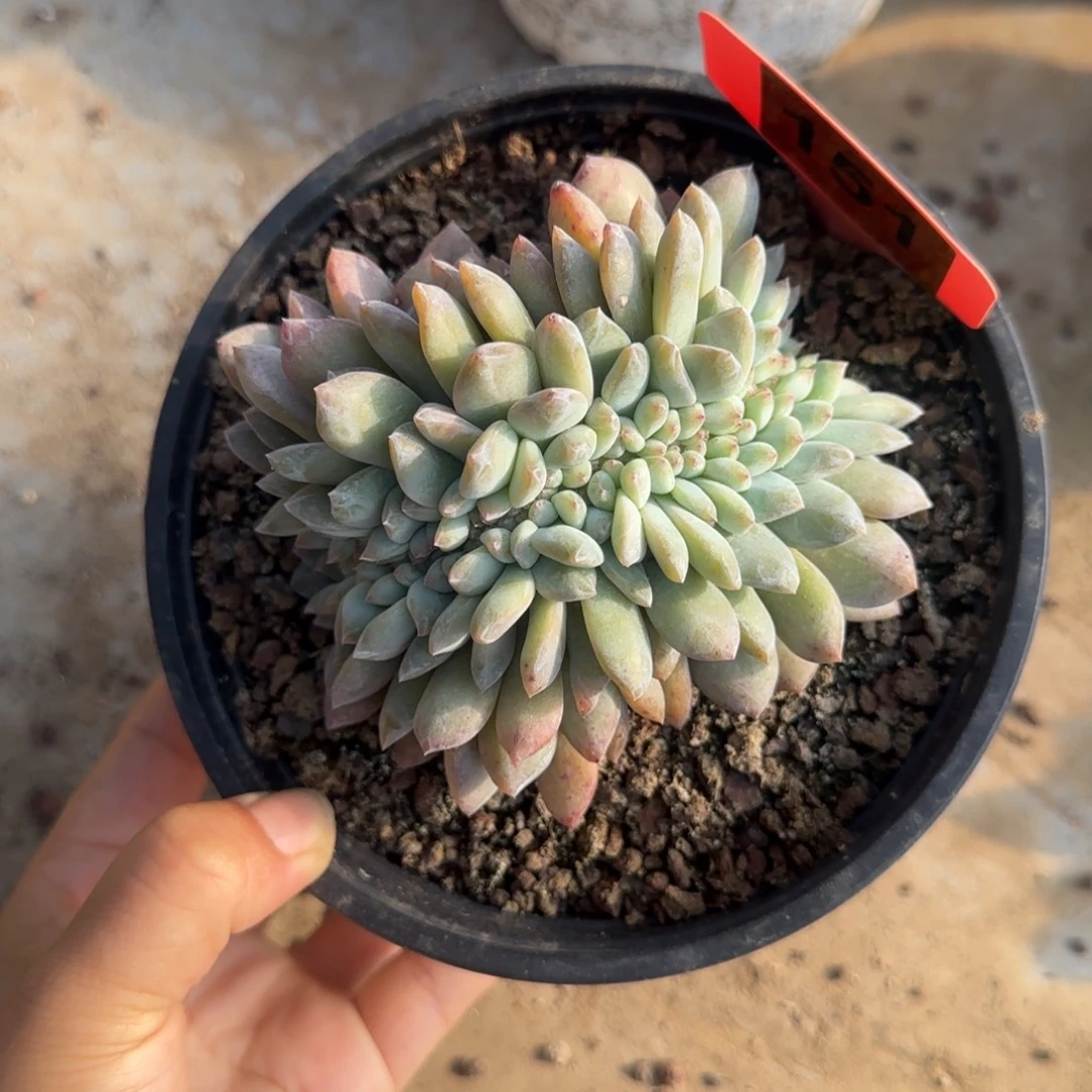 151号星影缀一颗111