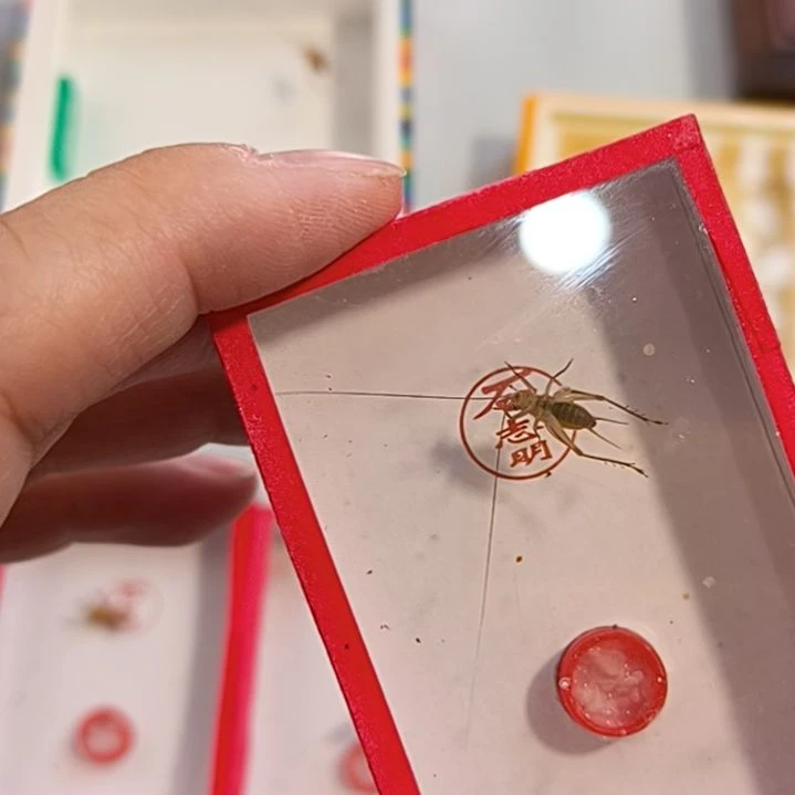 新到石志明顶须大黄一条