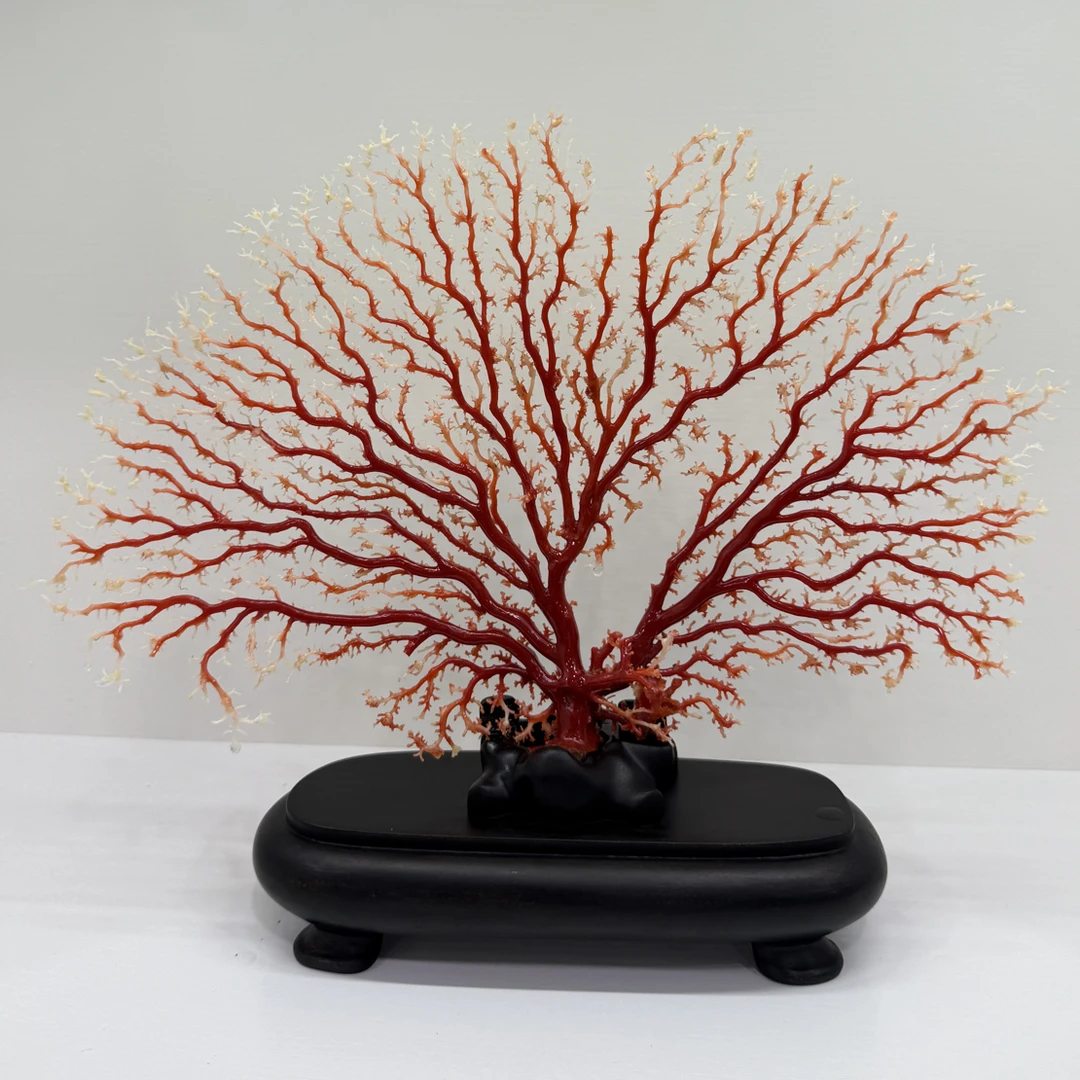 典藏红日本阿卡红珊瑚树型摆件146克发财树~已备案